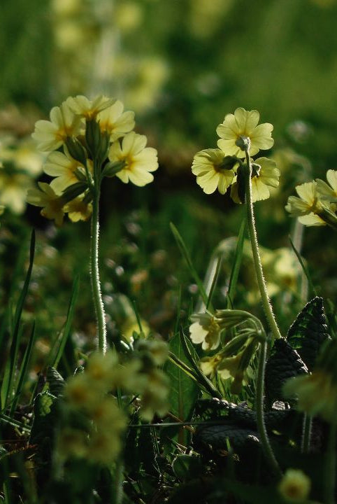 Ultimate Wildflower Guide: Planting and Growing Cowslip