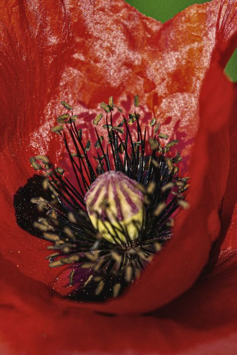 british wild flower seeds, british wildflower seeds, uk wildflower seeds, growing wildflowers, plant wildflower seeds, planting wildflower seeds, field poppy