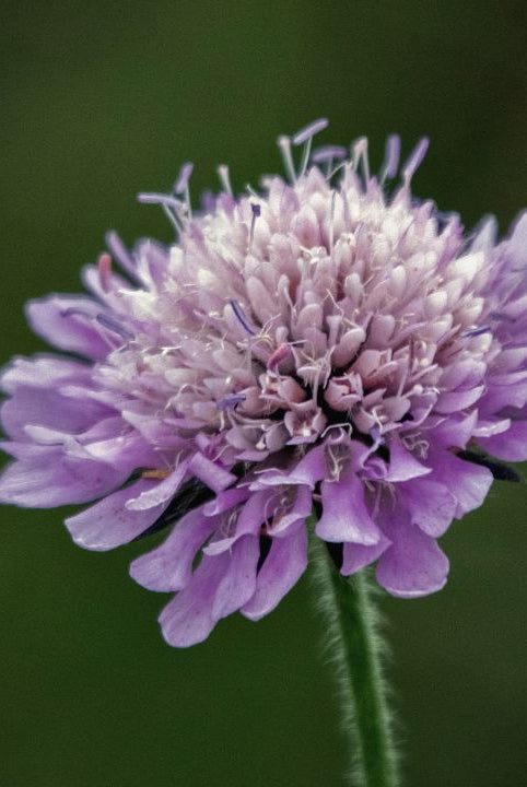 british wild flower seeds, british wildflower seeds, uk wildflower seeds, growing wildflowers, plant wildflower seeds, planting wildflower seeds, field scabious