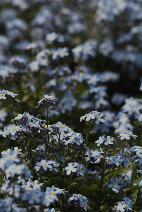 british wild flower seeds, british wildflower seeds, uk wildflower seeds, growing wildflowers, plant wildflower seeds, planting wildflower seeds, forget-me-not