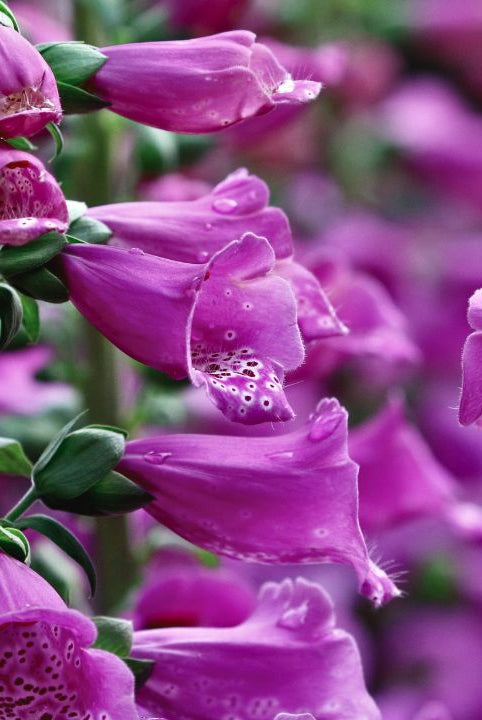 british wild flower seeds, british wildflower seeds, uk wildflower seeds, growing wildflowers, plant wildflower seeds, planting wildflower seeds, foxglove