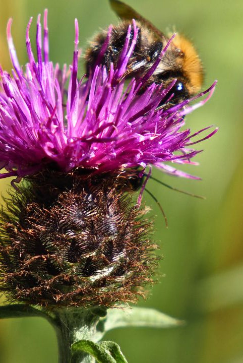 Ultimate Wildflower Guide: Planting and Growing Common Knapweed