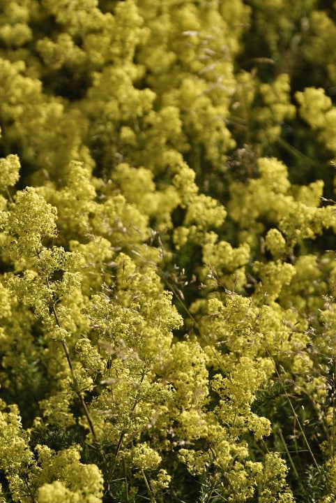 british wild flower seeds, british wildflower seeds, uk wildflower seeds, growing wildflowers, plant wildflower seeds, planting wildflower seeds, lady’s bedstraw