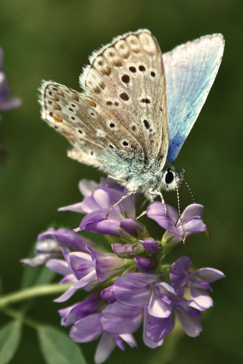 british wild flower seeds, british wildflower seeds, uk wildflower seeds, growing wildflowers, plant wildflower seeds, planting wildflower seeds, lucerne