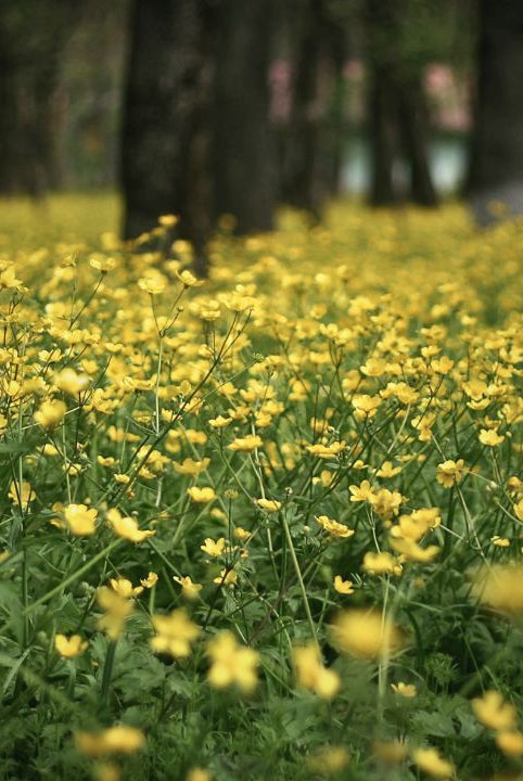 Ultimate Wildflower Guide: Planting and Growing Meadow Buttercup
