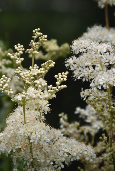 Ultimate Wildflower Guide: Planting and Growing Meadowsweet