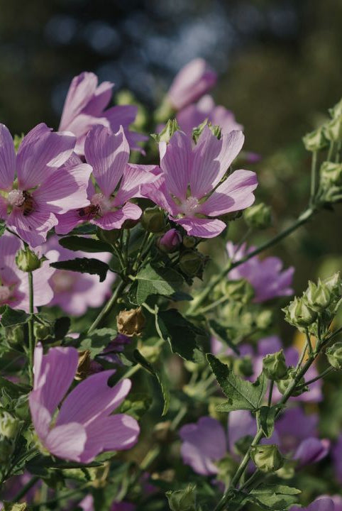 british wild flower seeds, british wildflower seeds, uk wildflower seeds, growing wildflowers, plant wildflower seeds, planting wildflower seeds, musk mallow
