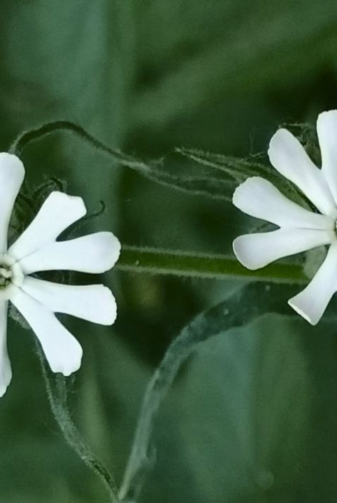 british wild flower seeds, british wildflower seeds, uk wildflower seeds, growing wildflowers, plant wildflower seeds, planting wildflower seeds, night flowering catchfly