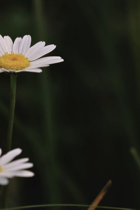 british wild flower seeds, british wildflower seeds, uk wildflower seeds, growing wildflowers, plant wildflower seeds, planting wildflower seeds, oxeye daisy