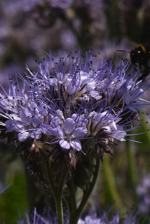 british wild flower seeds, british wildflower seeds, uk wildflower seeds, growing wildflowers, plant wildflower seeds, planting wildflower seeds, phacelia