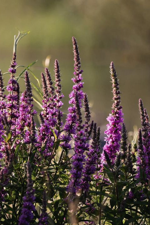 Ultimate Wildflower Guide: Planting and Growing Purple Loosestrife