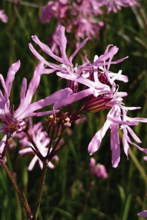 british wild flower seeds, british wildflower seeds, uk wildflower seeds, growing wildflowers, plant wildflower seeds, planting wildflower seeds, ragged robin
