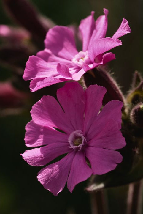 Ultimate Wildflower Guide: Planting and Growing Red Campion