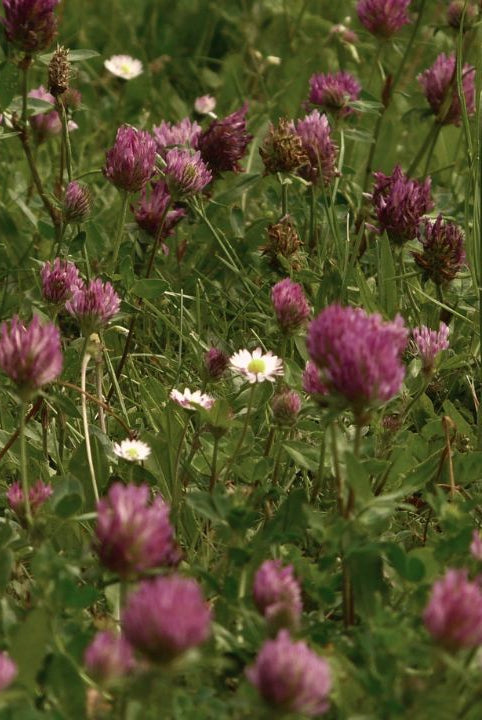 british wild flower seeds, british wildflower seeds, uk wildflower seeds, growing wildflowers, plant wildflower seeds, planting wildflower seeds, red clove