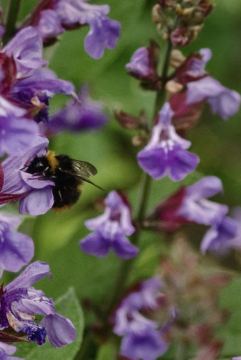 british wild flower seeds, british wildflower seeds, uk wildflower seeds, growing wildflowers, plant wildflower seeds, planting wildflower seeds, sage