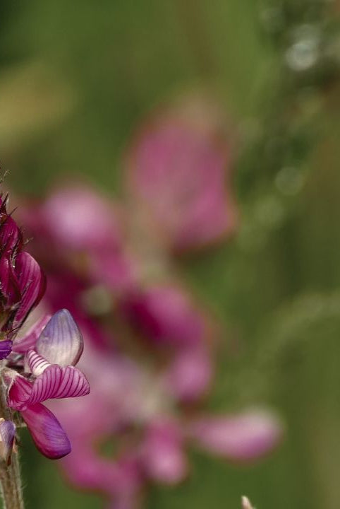 british wild flower seeds, british wildflower seeds, uk wildflower seeds, growing wildflowers, plant wildflower seeds, planting wildflower seeds, sainfoin
