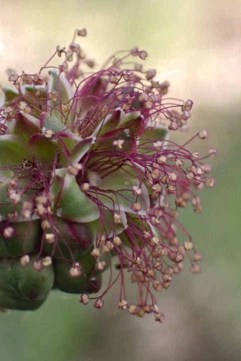 british wild flower seeds, british wildflower seeds, uk wildflower seeds, growing wildflowers, plant wildflower seeds, planting wildflower seeds, salad burnet