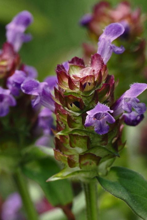 Ultimate Wildflower Guide: Planting and Growing Self-Heal