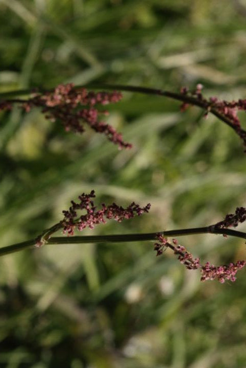 british wild flower seeds, british wildflower seeds, uk wildflower seeds, growing wildflowers, plant wildflower seeds, planting wildflower seeds, common sorrel