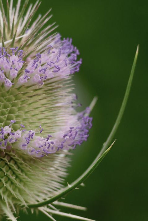 british wild flower seeds, british wildflower seeds, uk wildflower seeds, growing wildflowers, plant wildflower seeds, planting wildflower seeds, teasel