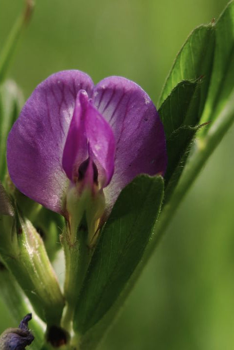 Ultimate Wildflower Guide: Planting and Growing Common Vetch