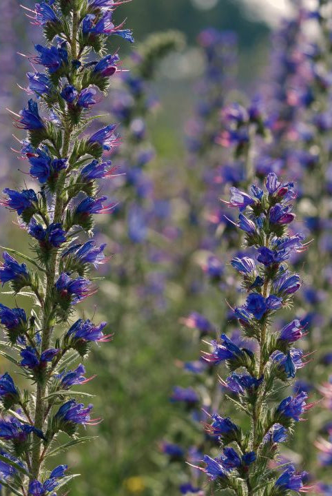 british wild flower seeds, british wildflower seeds, uk wildflower seeds, growing wildflowers, plant wildflower seeds, planting wildflower seeds, viper’s bugloss