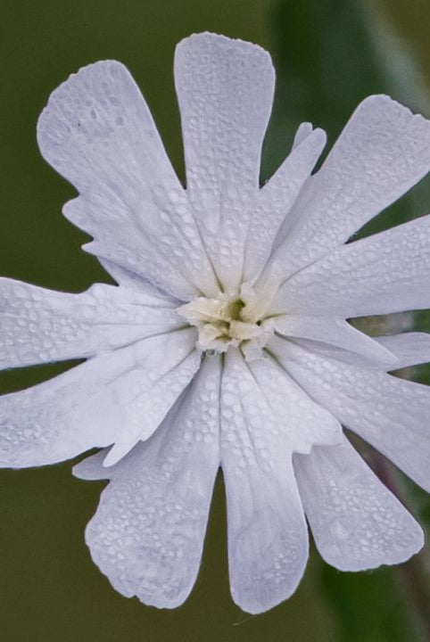 british wild flower seeds, british wildflower seeds, uk wildflower seeds, growing wildflowers, plant wildflower seeds, planting wildflower seeds, white campion