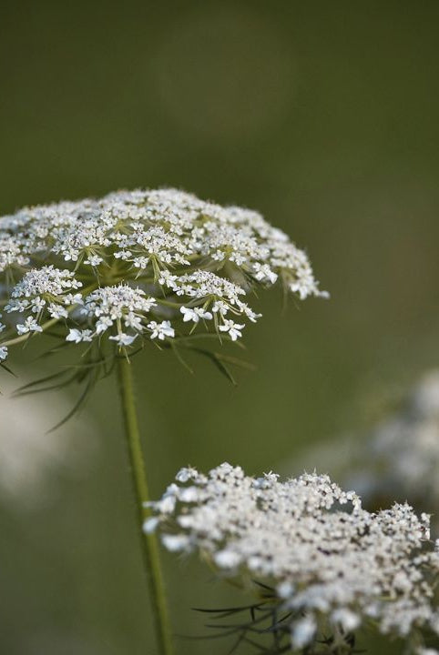 british wild flower seeds, british wildflower seeds, uk wildflower seeds, growing wildflowers, plant wildflower seeds, planting wildflower seeds, wild carrot
