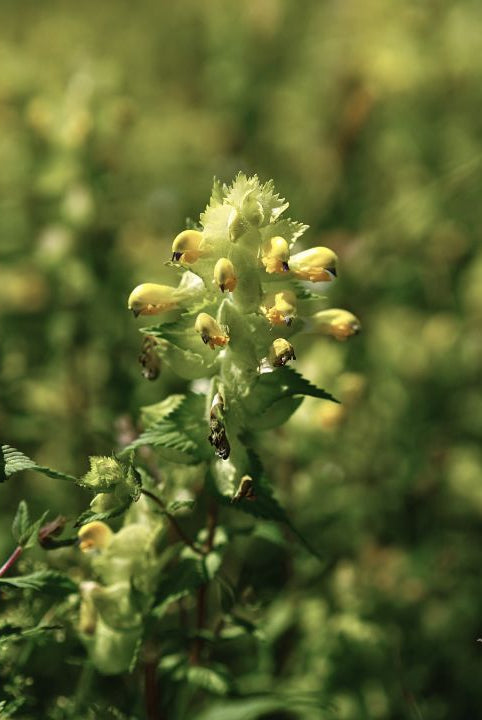 british wild flower seeds, british wildflower seeds, uk wildflower seeds, growing wildflowers, plant wildflower seeds, planting wildflower seeds, yellow rattle