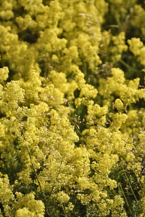 “british wild flower seeds, british wildflower seeds, uk wildflower seeds, cheese, cheese recipe, cheese recipe, lady’s bedstraw”