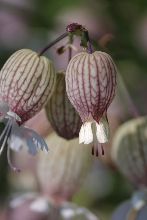 british wild flower seeds, british wildflower seeds, uk wildflower seeds, omelette, omelette recipe, recipe omelette, bladder campion