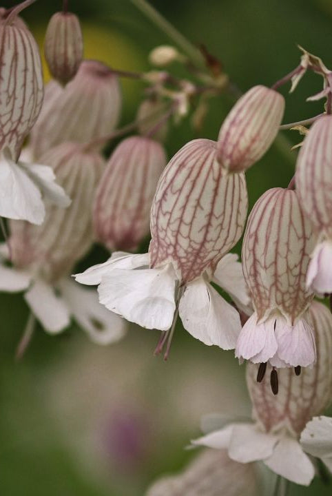 british wild flower seeds, british wildflower seeds, uk wildflower seeds, Ricotta Stuffed Shells, Ricotta recipes, pasta shells stuffed, bladder campion