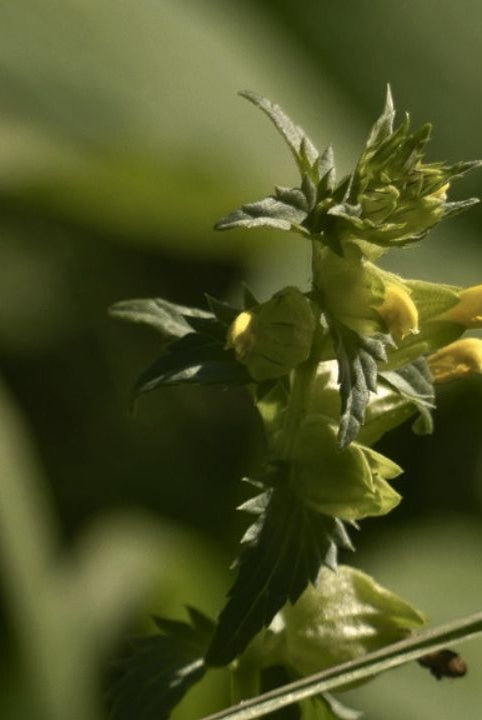 british wild flower seeds, british wildflower seeds, uk wildflower seeds, growing wildflowers, planting wildflower seeds, yellow rattle, Rhinanthus minor