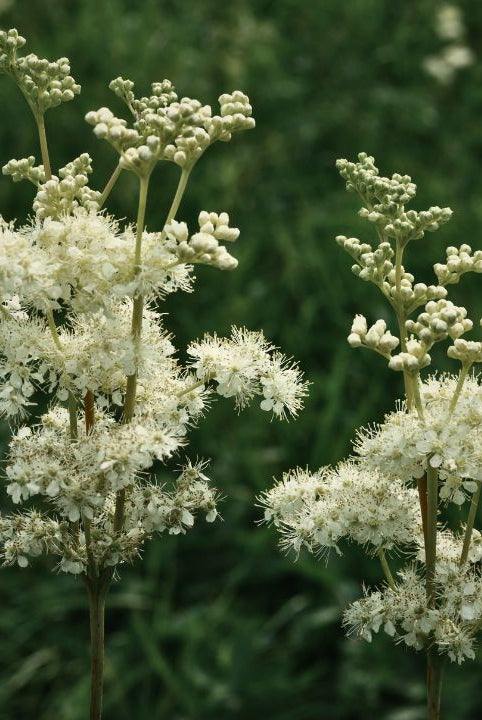 british wild flower seeds, british wildflower seeds, uk wildflower seeds, cream liqueur, liqueur with cream, cream liqueurs, meadowsweet