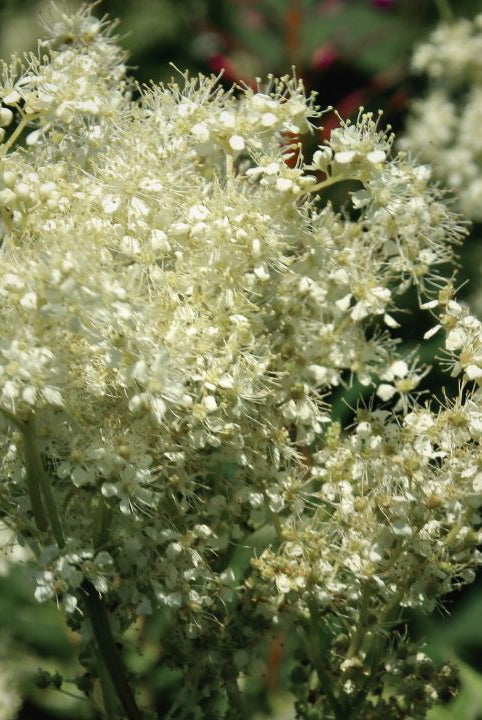 british wild flower seeds, british wildflower seeds, uk wildflower seeds, Panna Cotta, Panna Cotta dessert recipe, Panna Cotta recipe, meadowsweet