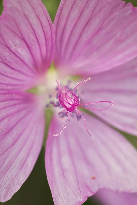 “british wild flower seeds, british wildflower seeds, uk wildflower seeds, jelly, jelly recipe, recipe jelly, musk mallow”