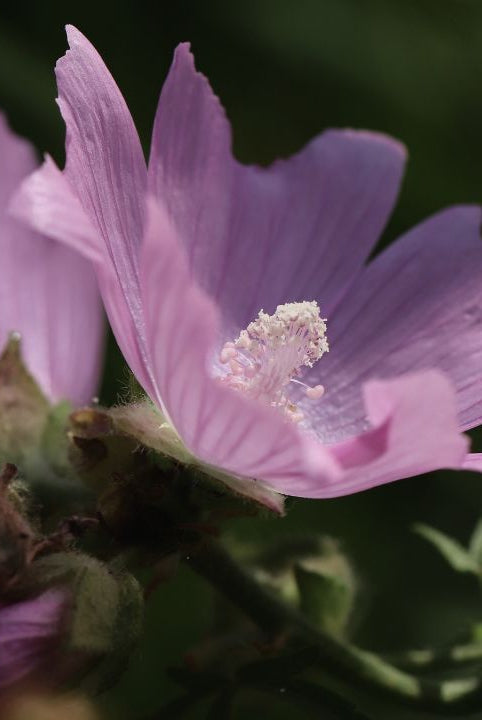 british wild flower seeds, british wildflower seeds, uk wildflower seeds, whipped cream, cream whip, whipped cream recipe, musk mallow