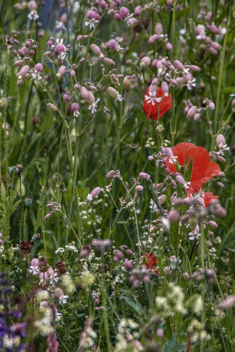 british wild flower seeds, british wildflower seeds, uk wildflower seeds, growing wildflowers, plant wildflower seeds, planting wildflower seeds, wildflower garden