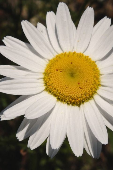 “british wild flower seeds, british wildflower seeds, uk wildflower seeds, Salsa Verde, Salsa Verde recipe, recipe Salsa Verde, oxeye daisy”