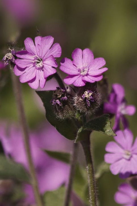 “british wild flower seeds, british wildflower seeds, uk wildflower seeds, muffins, muffin recipe, muffins recipe, raspberry muffins, red campion”