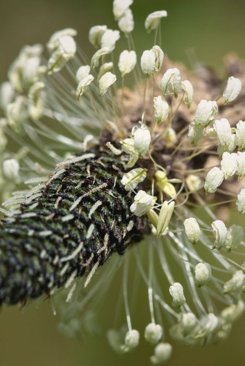 “british wild flower seeds, british wildflower seeds, uk wildflower seeds, stir fry, stir fry recipe, stir fry recipes, ribwort plantain”
