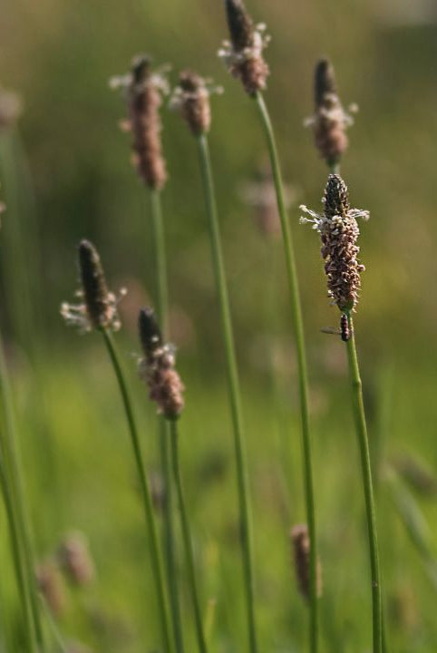 “british wild flower seeds, british wildflower seeds, uk wildflower seeds, chips, chips recipe, homemade chips, ribwort plantain”