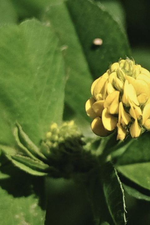 “british wild flower seeds, british wildflower seeds, uk wildflower seeds, Sautéed Greens, leafy greens recipe, green leafy recipe, black medick, yellow trefoil”