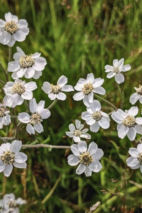 “british wild flower seeds, british wildflower seeds, uk wildflower seeds, herb salt, salt spice, herb recipes, sneezewort”