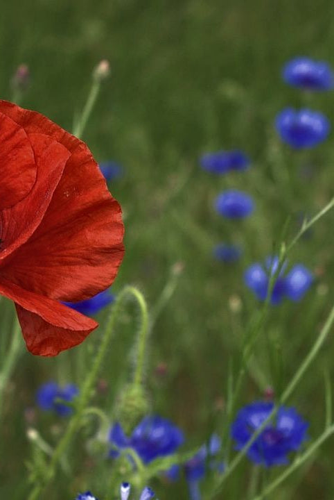 british wild flower seeds, british wildflower seeds, uk wildflower seeds, growing wildflowers, plant wildflower seeds, planting wildflower seeds, native wildflowers