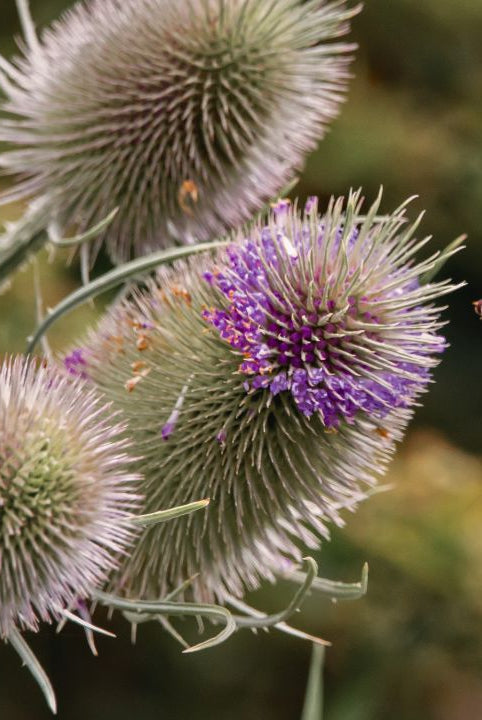 “british wild flower seeds, british wildflower seeds, uk wildflower seeds, crusty bread, honey, bread, teasel”