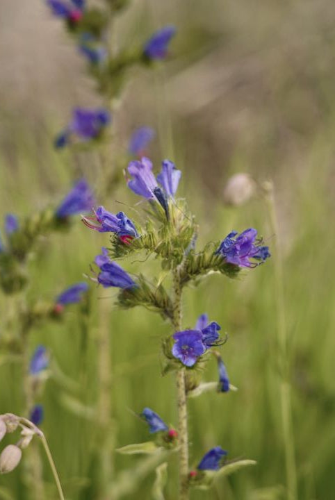 “british wild flower seeds, british wildflower seeds, uk wildflower seeds, Blossom Gin, gin recipe, recipe for gin, vipers bugloss”