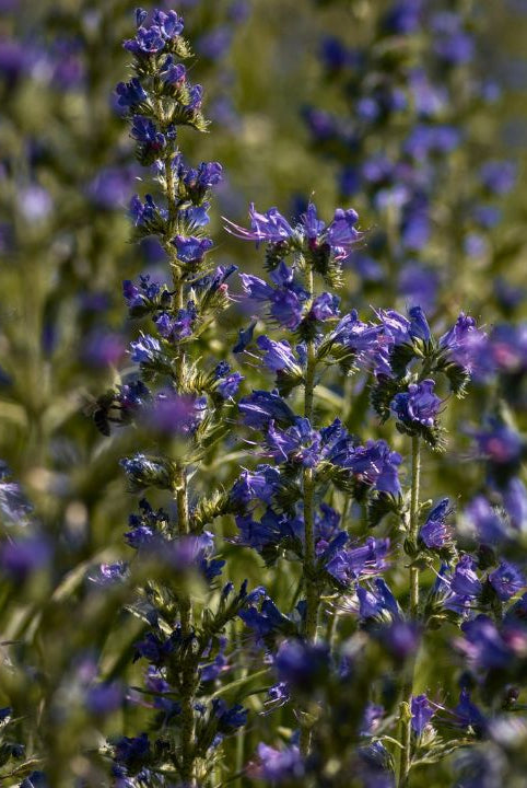 "british wild flower seeds, british wildflower seeds, uk wildflower seeds, overnight oats, overnight oats recipe, overnight oats recipes, overnight oats recipe uk, vipers bugloss"