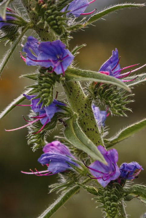 “british wild flower seeds, british wildflower seeds, uk wildflower seeds, ice cream, ice cream recipe, homemade ice cream, vipers bugloss”