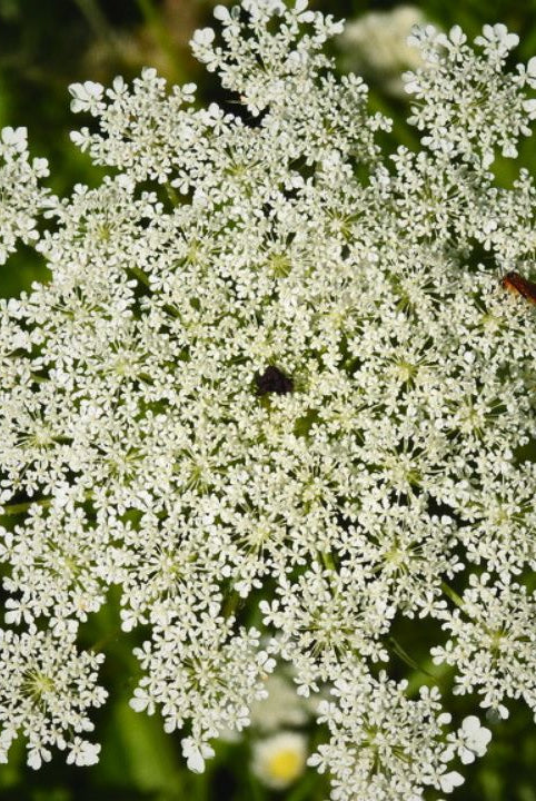 “british wild flower seeds, british wildflower seeds, uk wildflower seeds, tart, tart recipe, tart recipes, wild carrot”